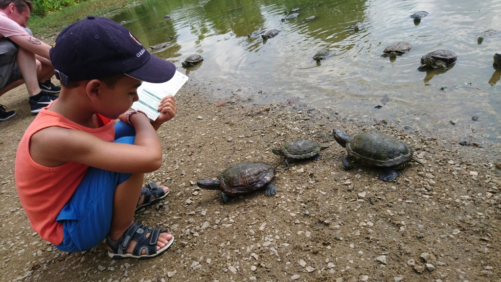enfant avec des tortues au bord de l'eau dans le jardin botanique de Singapour