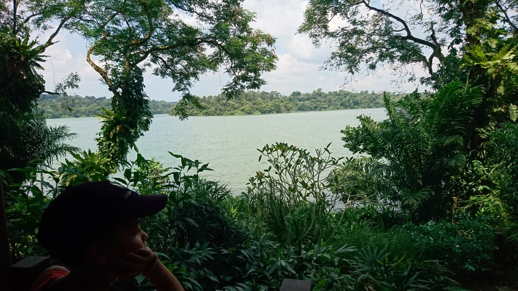 Lac entouré de végétation zoo de Singapour
