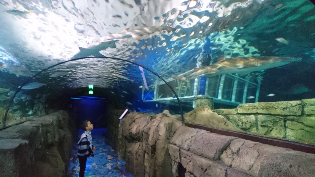 tunnel requin aquarium Sydney