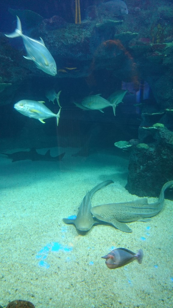 requins aquarium Sydney Sea Life