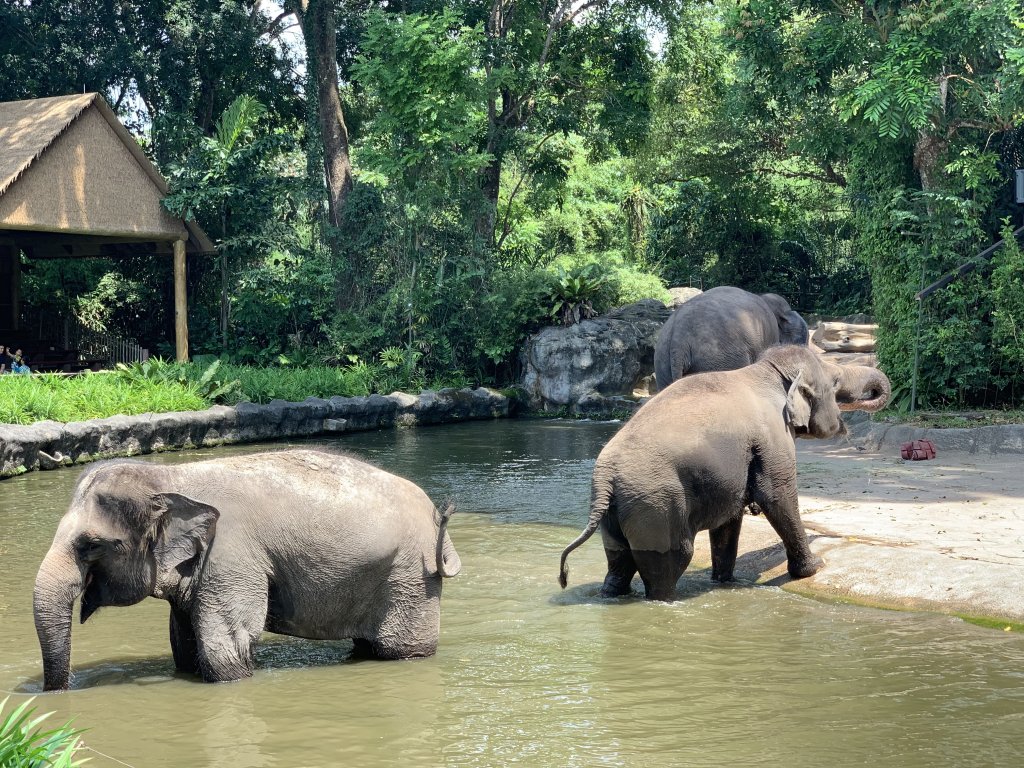 deux éléphants dans l'eau zoo de Singapour