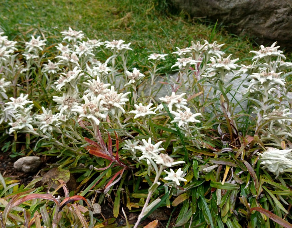 Edelweiss