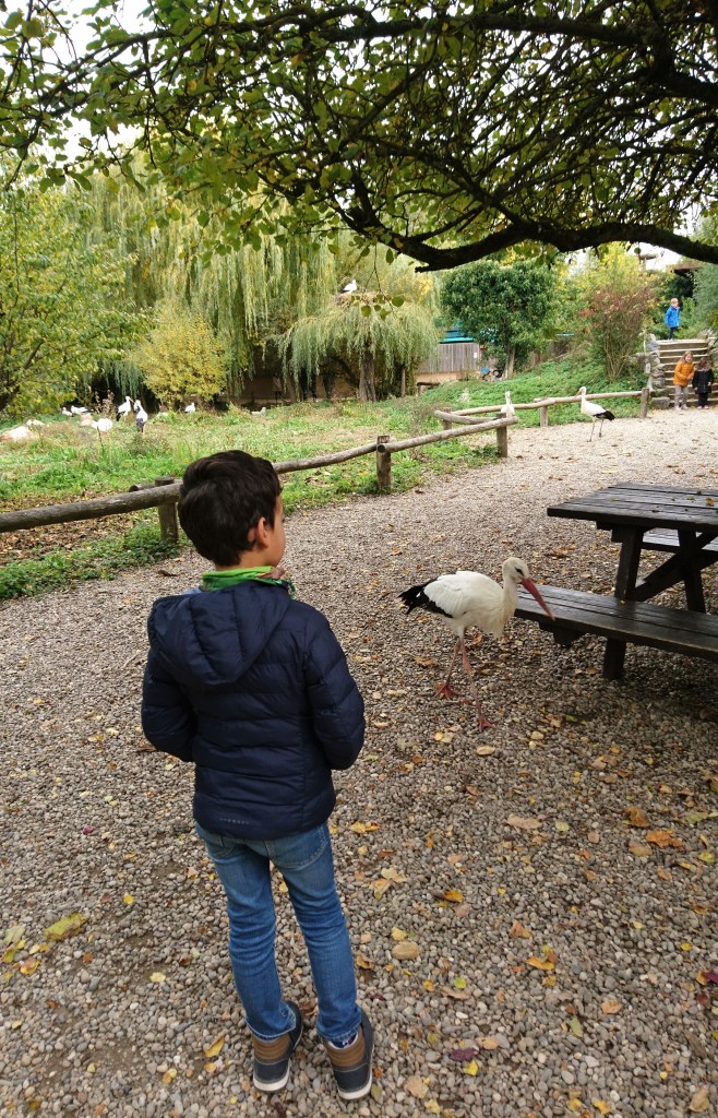 cigogne au naturoparc