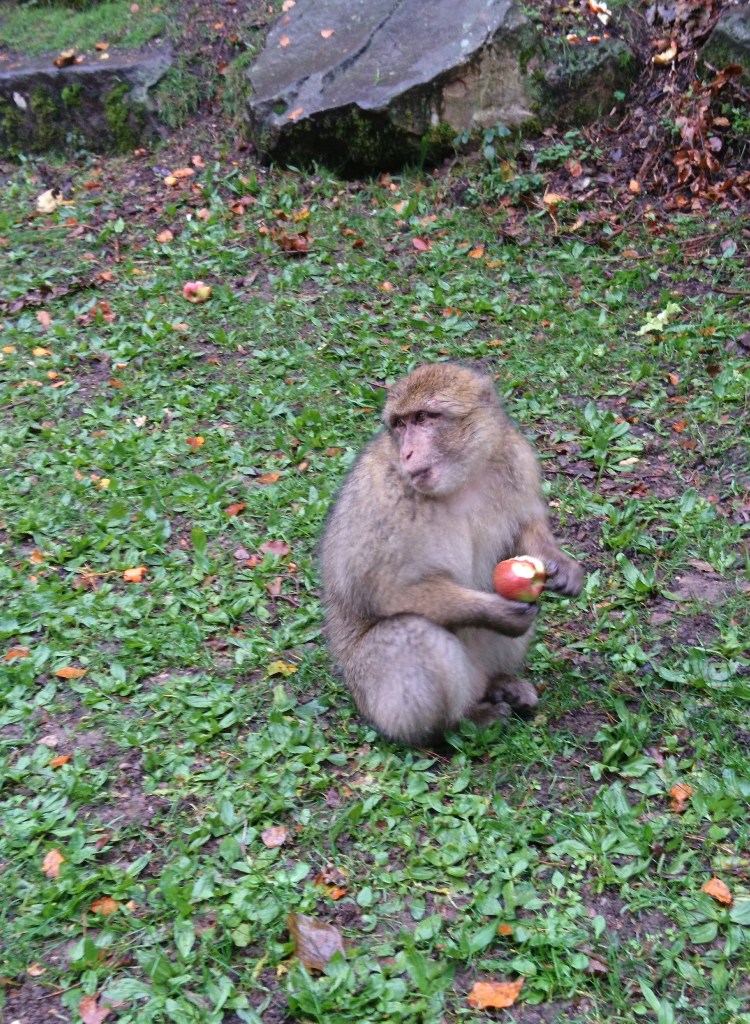 macaque