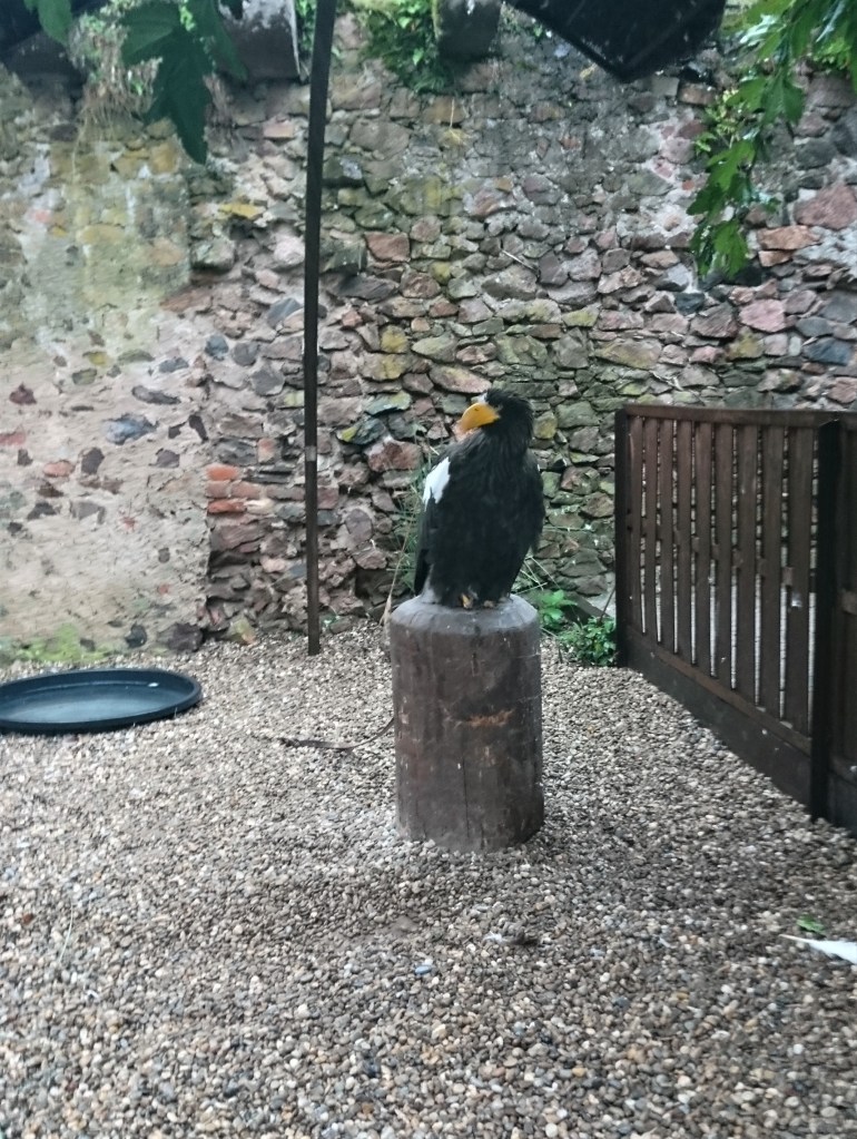 aigle