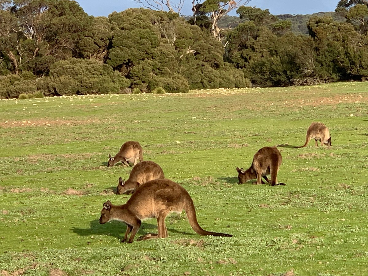 Les animaux de l&rsquo;Australie