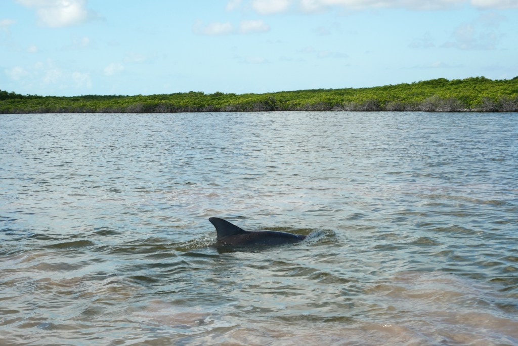 dauphin à sian ka'an