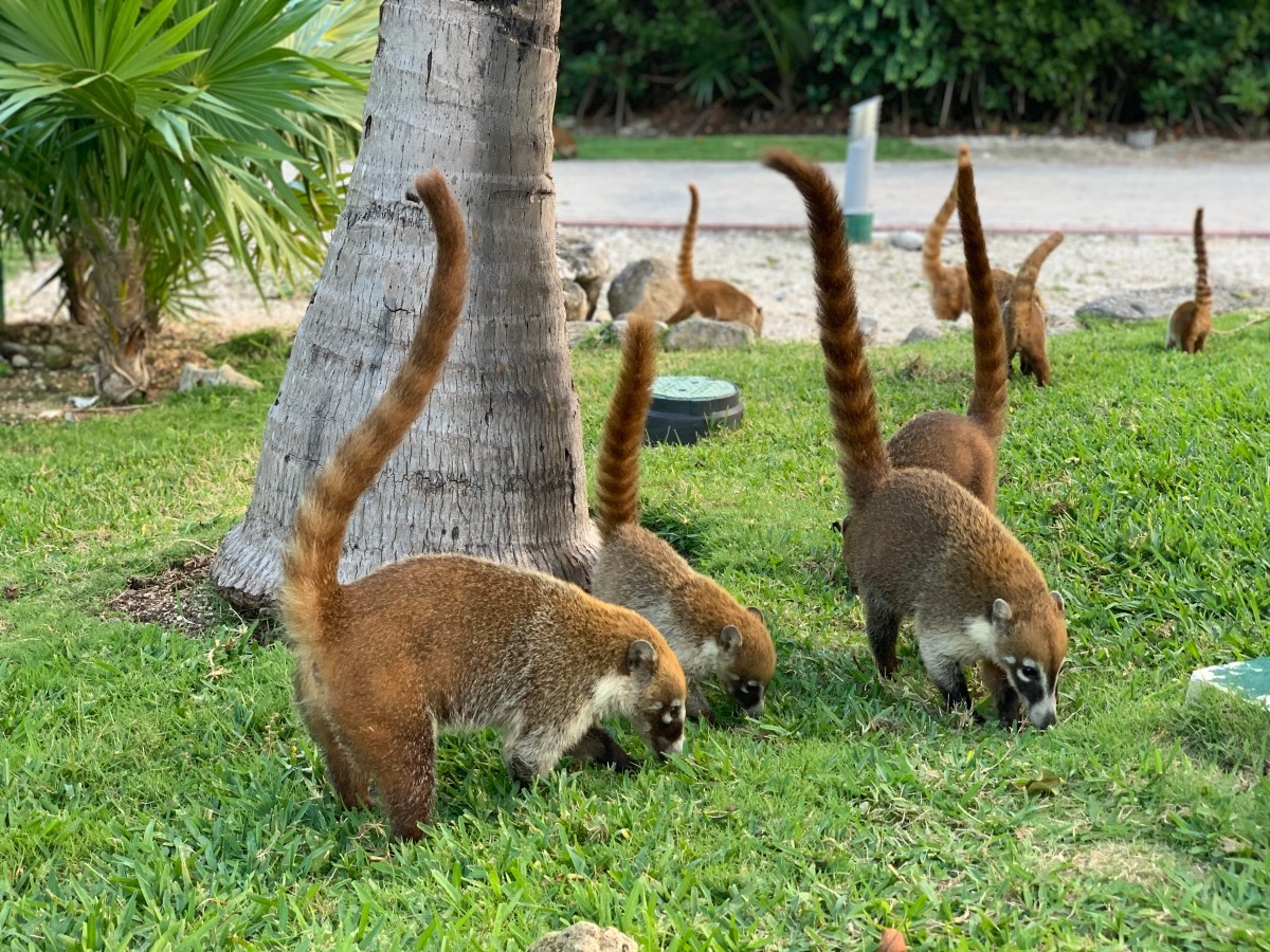 Les animaux du Mexique : sur la&nbsp;terre