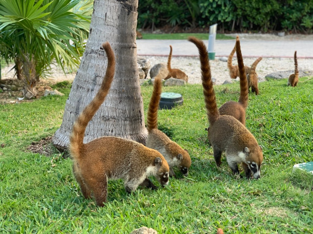 coatis