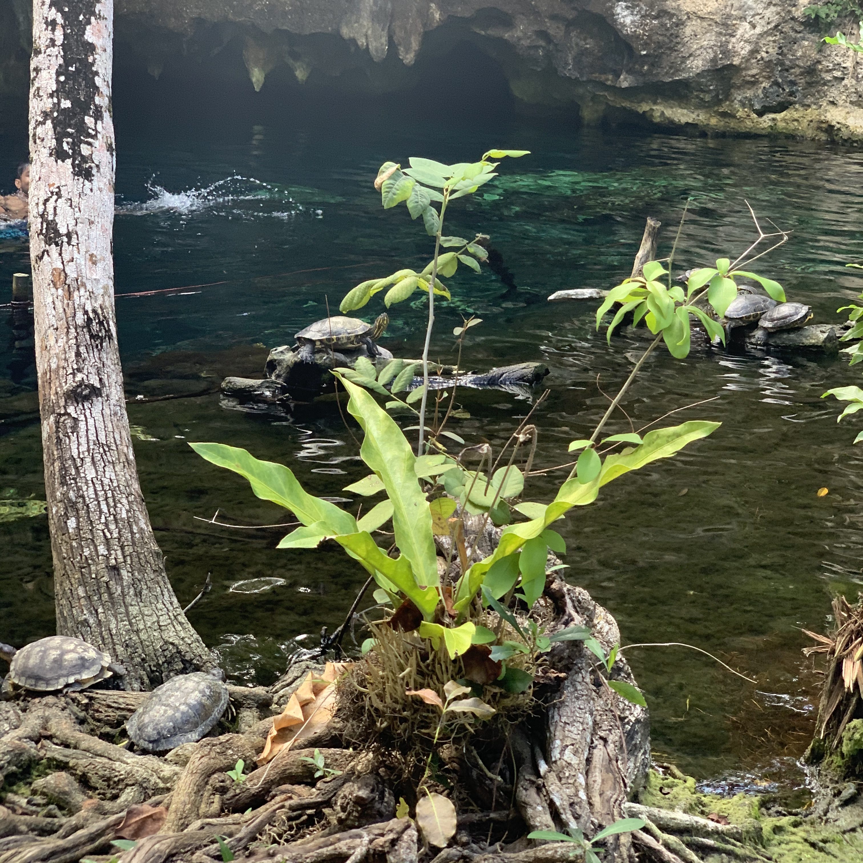 tortues gran cenote
