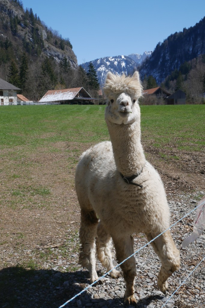alpaga