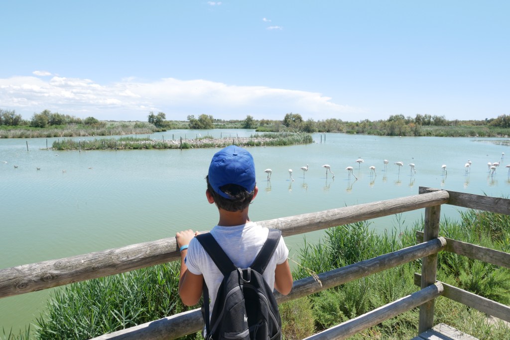 Flamants roses parc ornithologique Pont de Gau