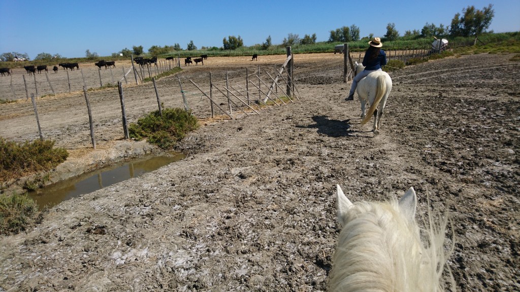 Cheval Camargue