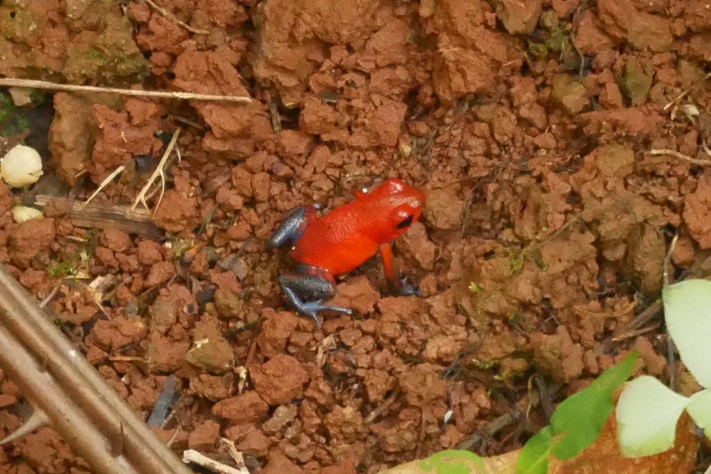 Grenouille blue jeans