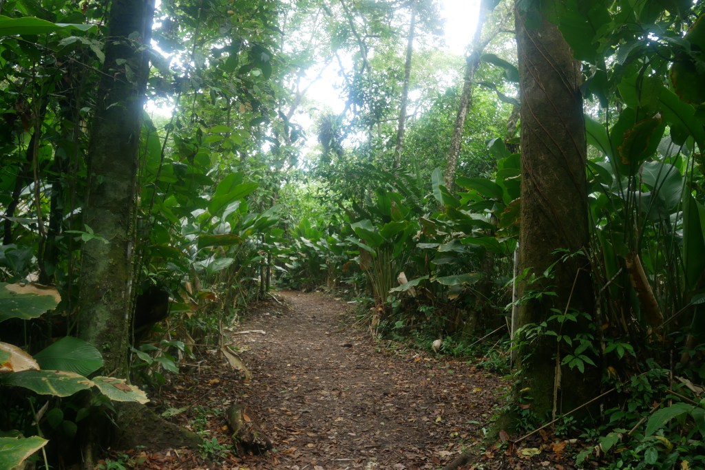Forêt Tortuguero