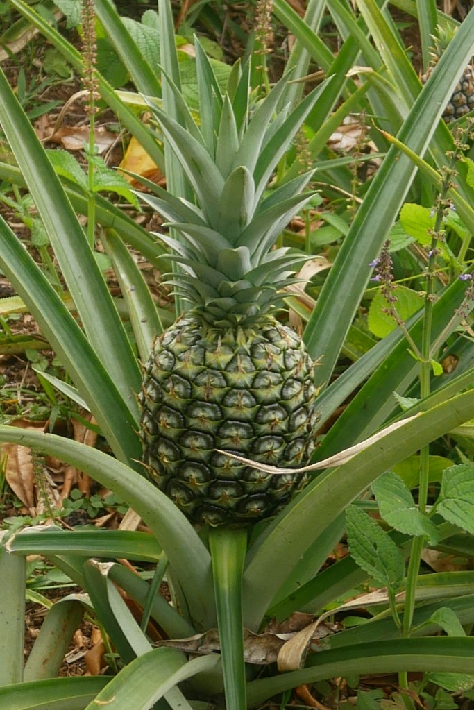 Ananas