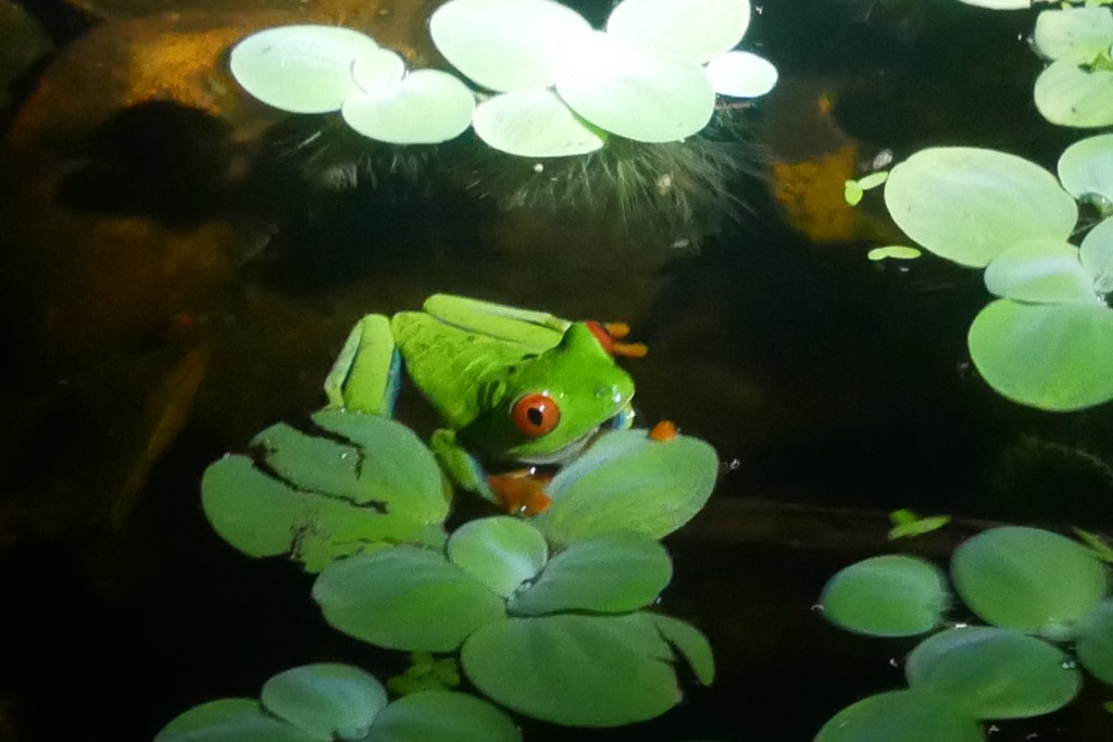 Rainette yeux rouges
