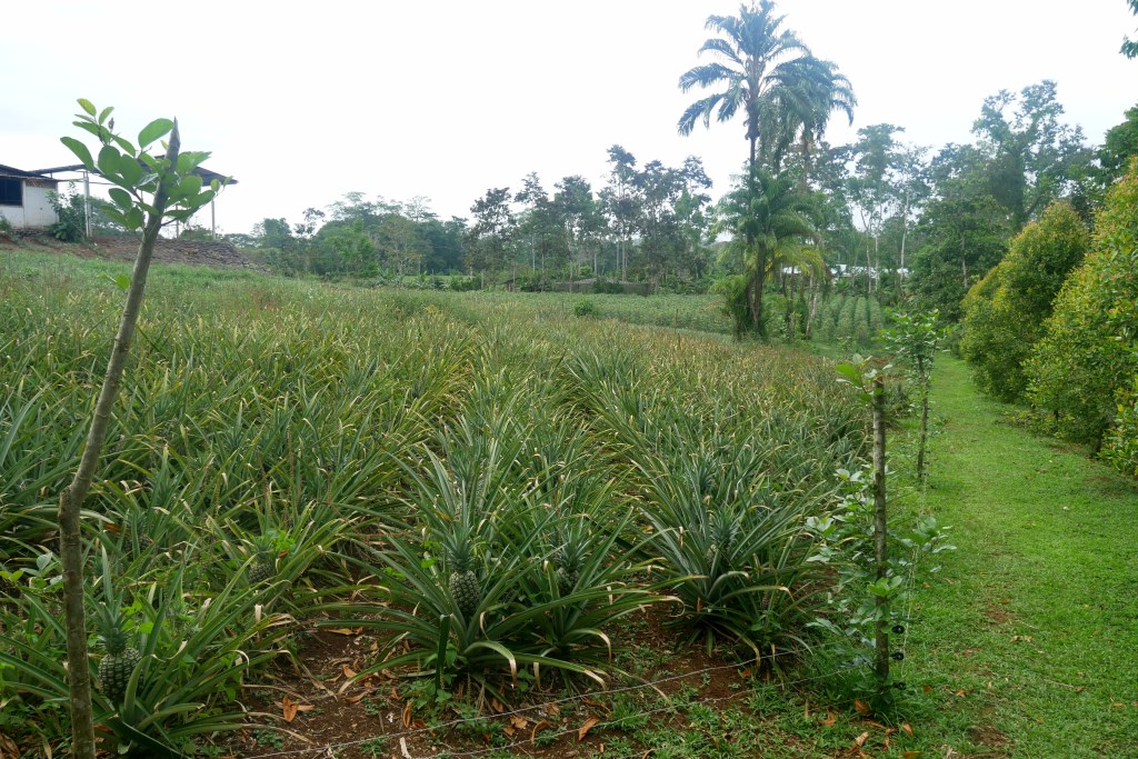 Plantation ananas