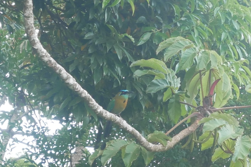 Motmot sur branche