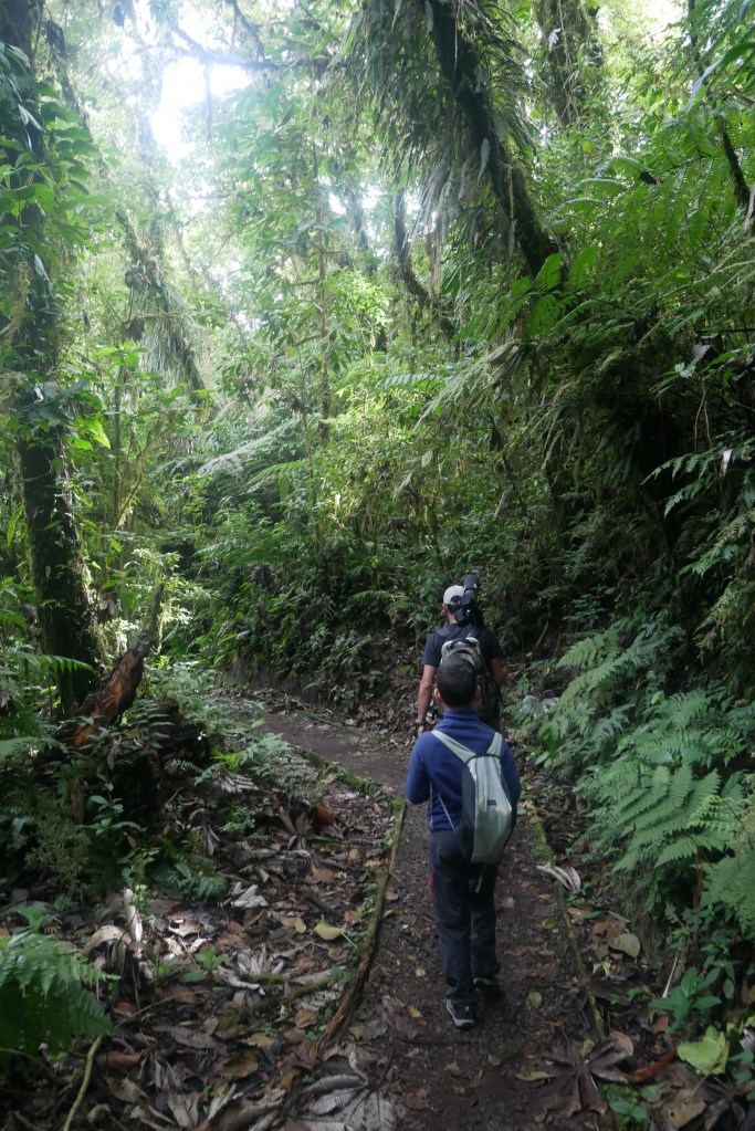 sentier réserve Santa Elena Monteverde