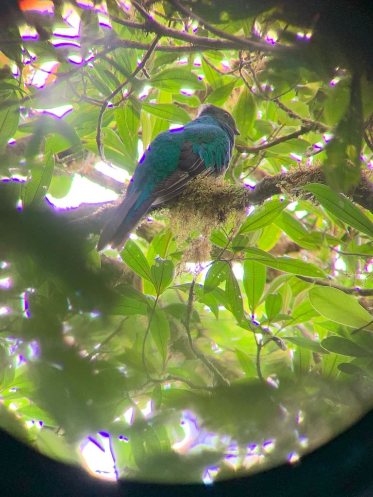 quetzal