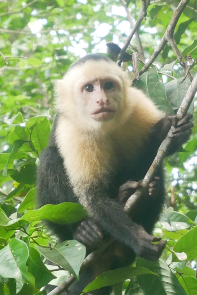white faced monkey