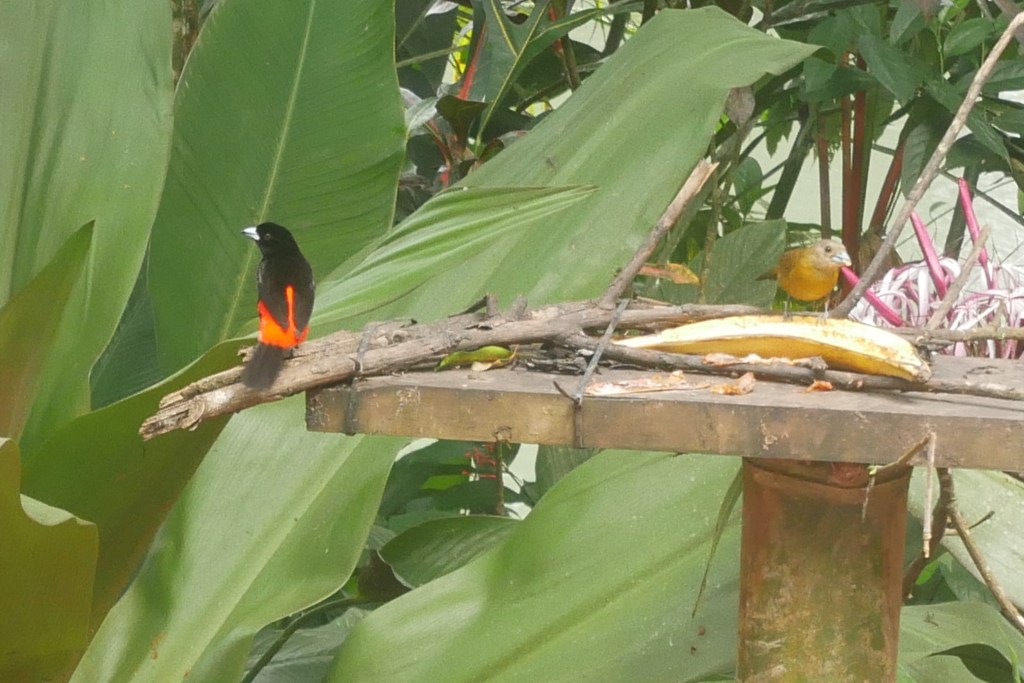 deux oiseaux sur plateforme mangeant une banane