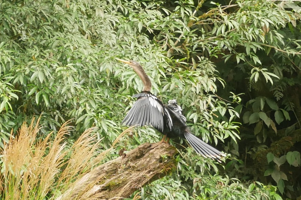 anhinga