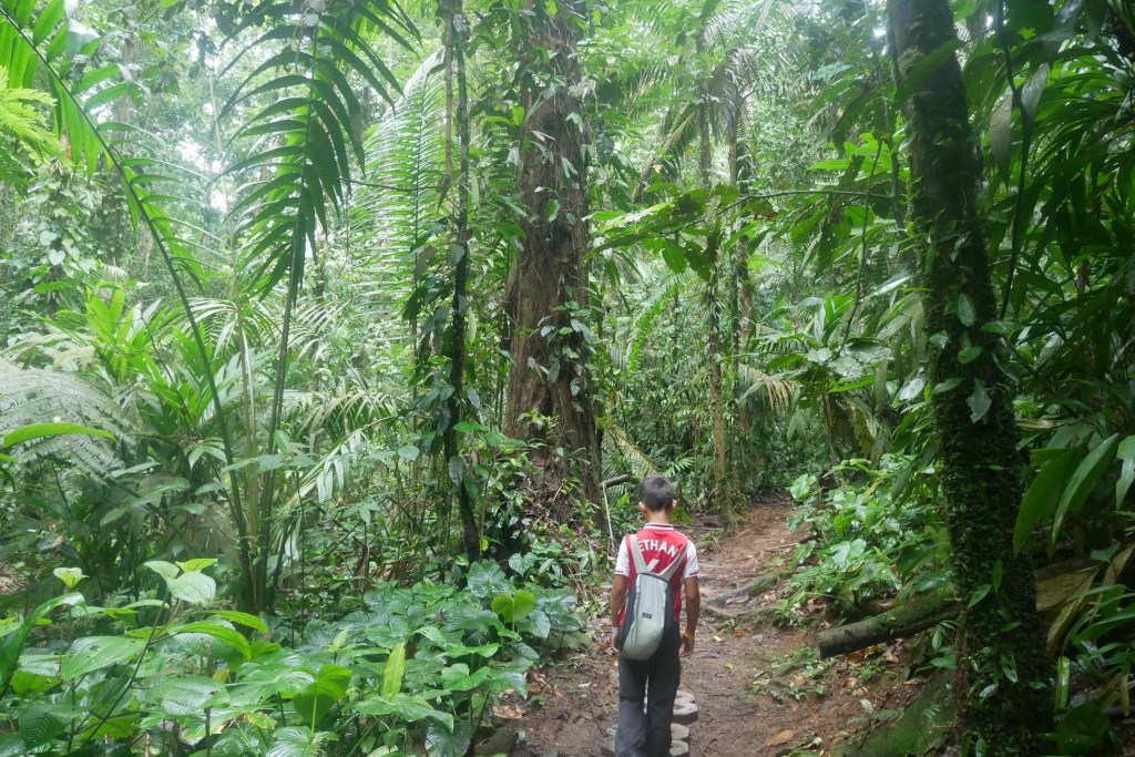Enfant marchant sur un sentier dans la forêt vierge de Tirimbina