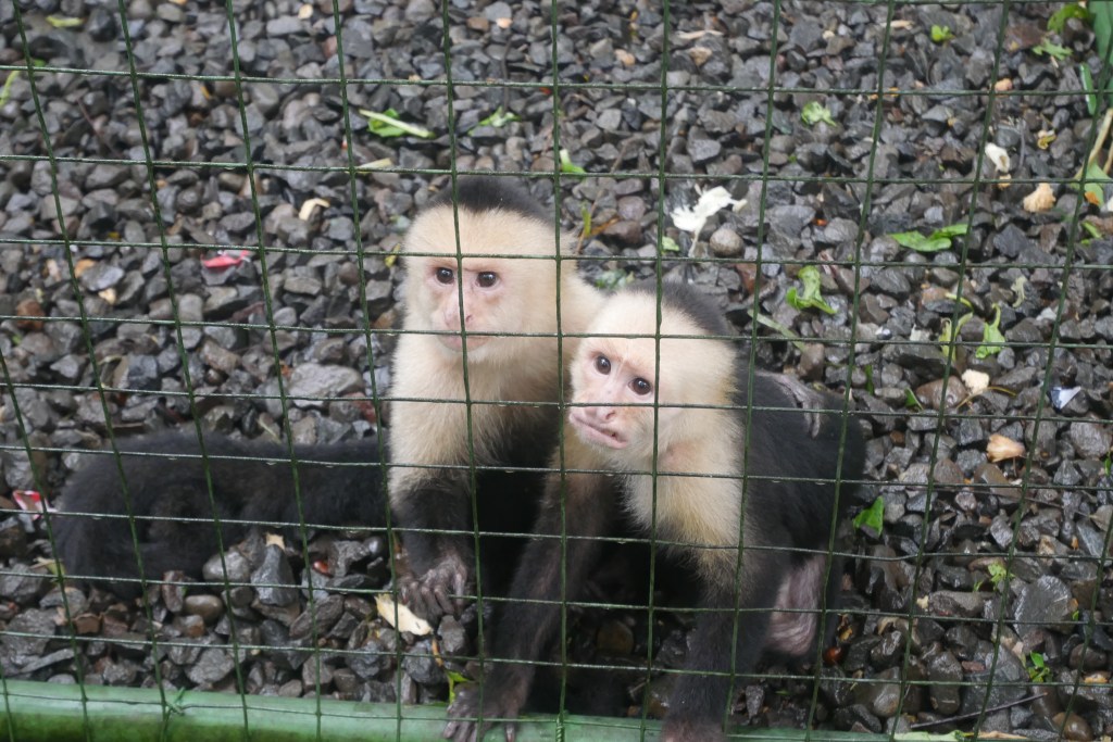 deux singes à face blanche derrière un grillage