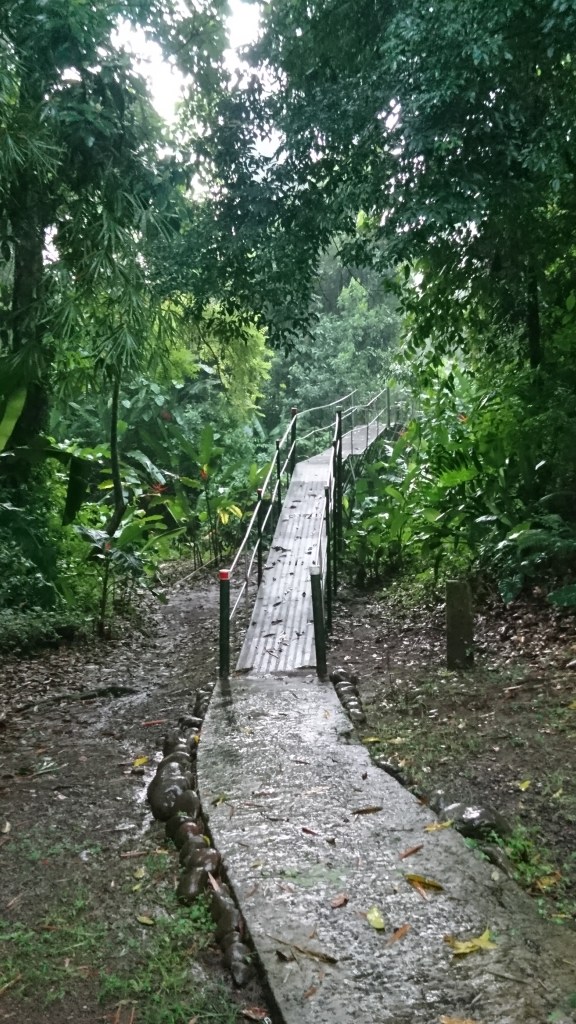 pont métallique entouré d'arbre heliconia island