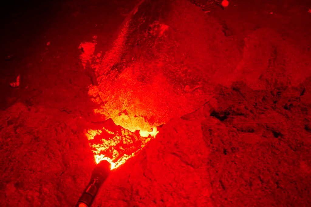 tortue olivâtre en train de pondre