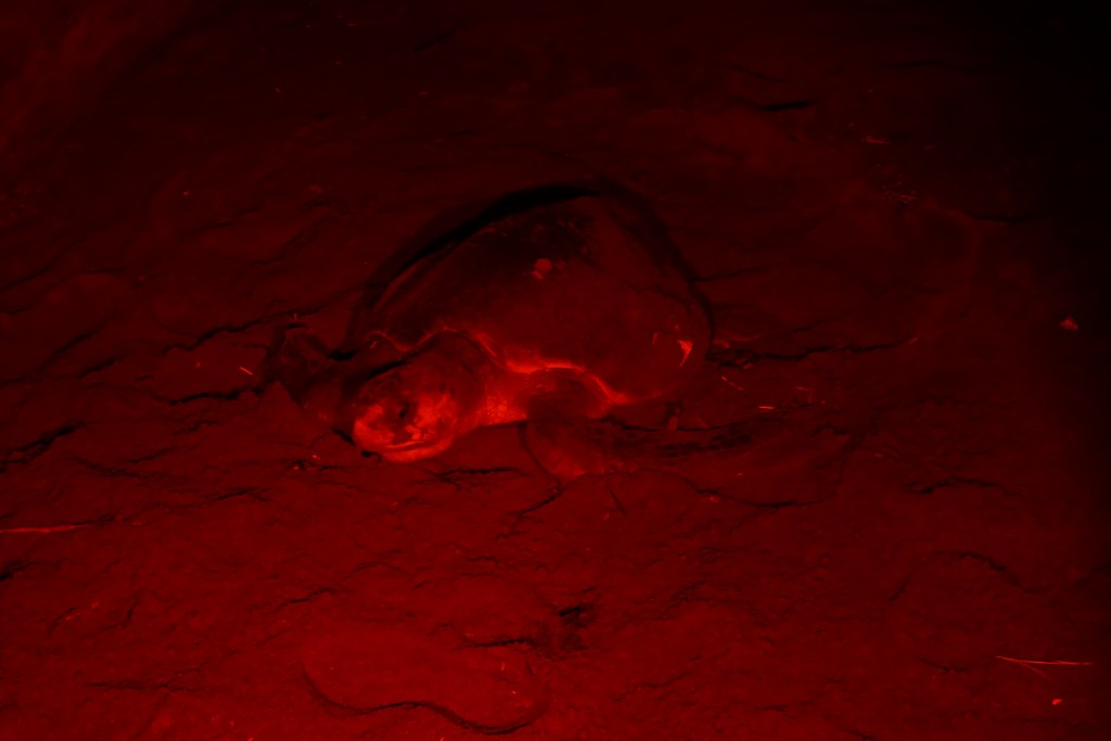 tortue olivâtre sur une plage de nuit