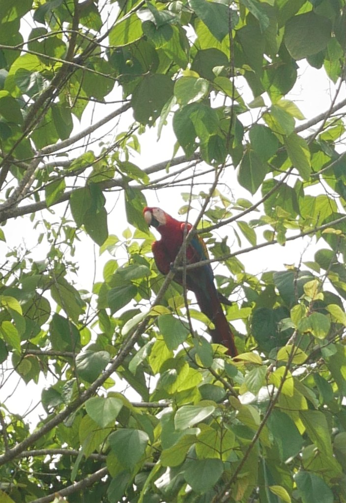 ara rouge dans une arbre