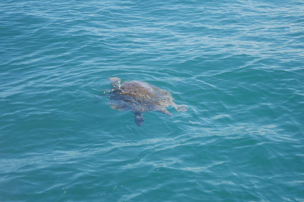 tortue verte dans la mer