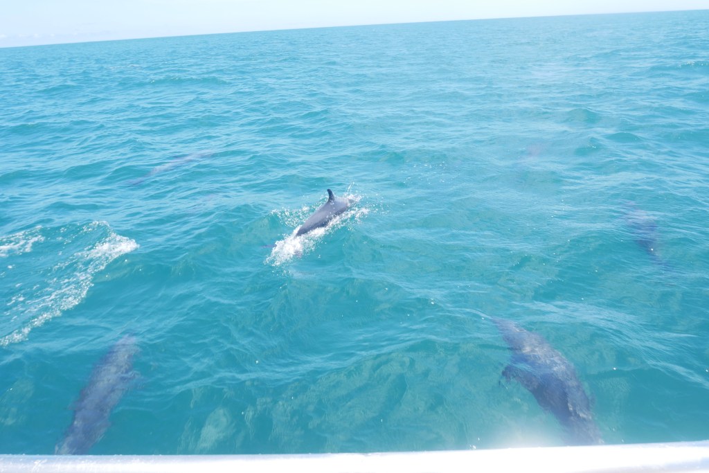 plusieurs dauphins nageant