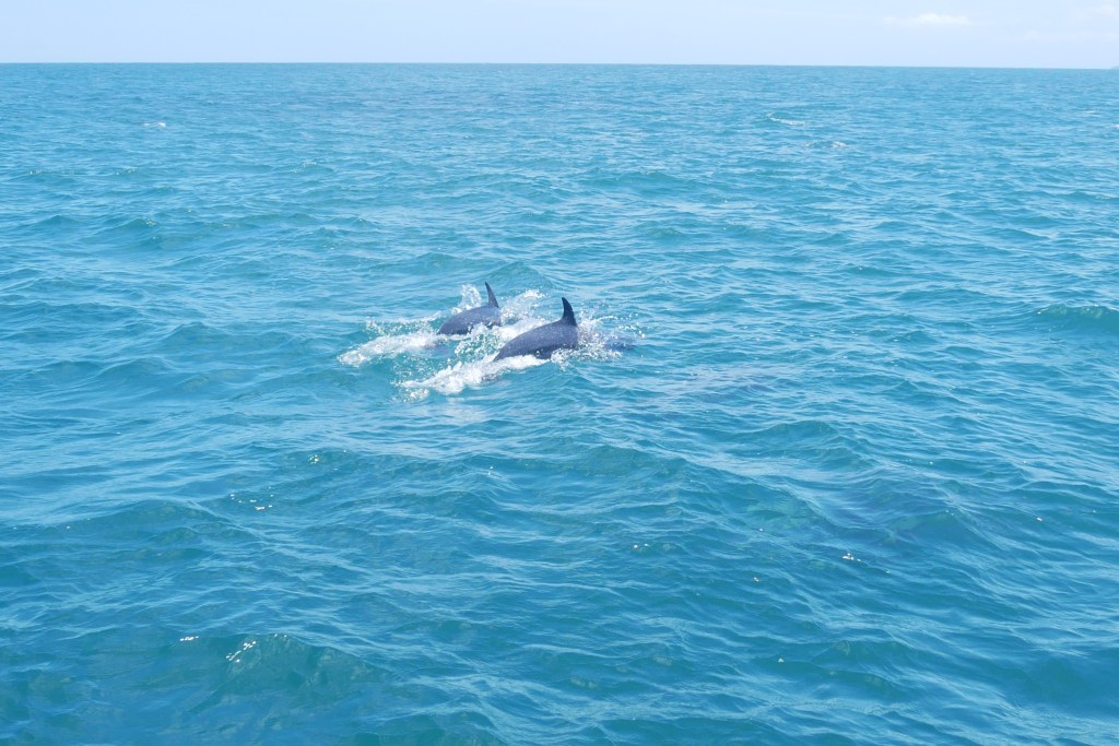 deux dauphins sautant