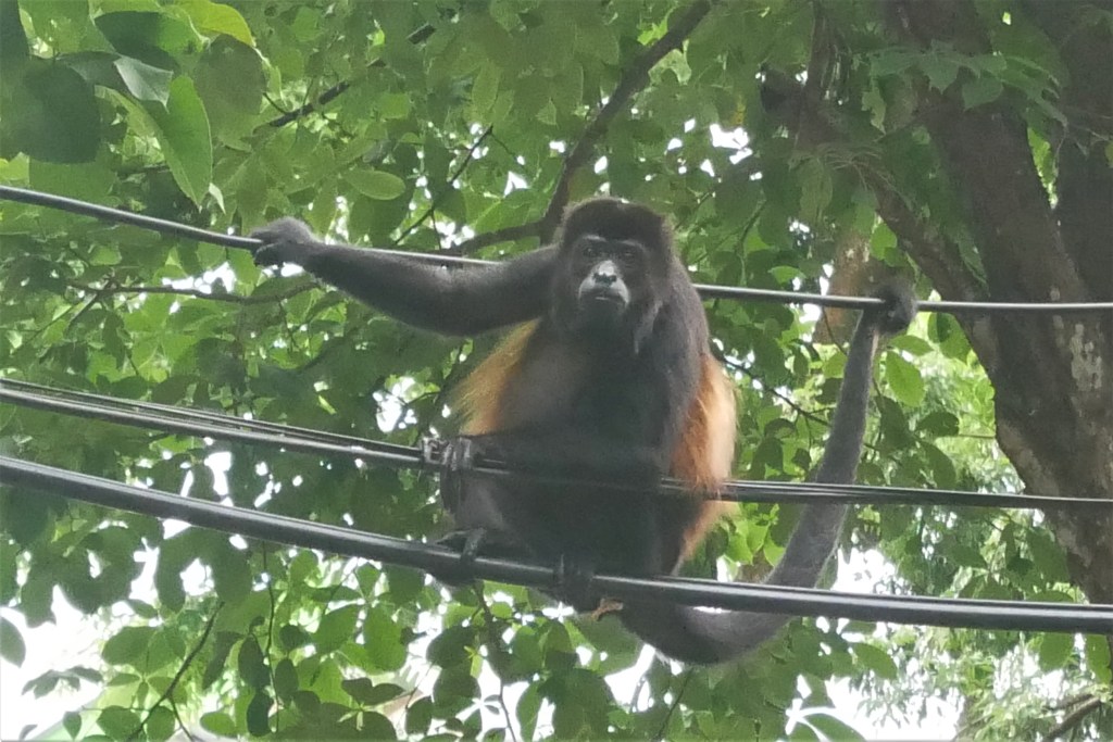 Singe hurleur sur cables électriques