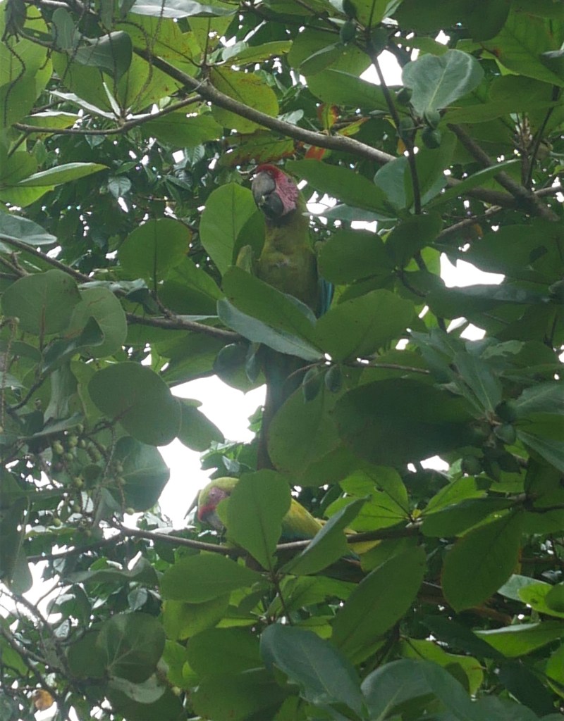 deux aras verts dans un arbre au milieu des feuilles