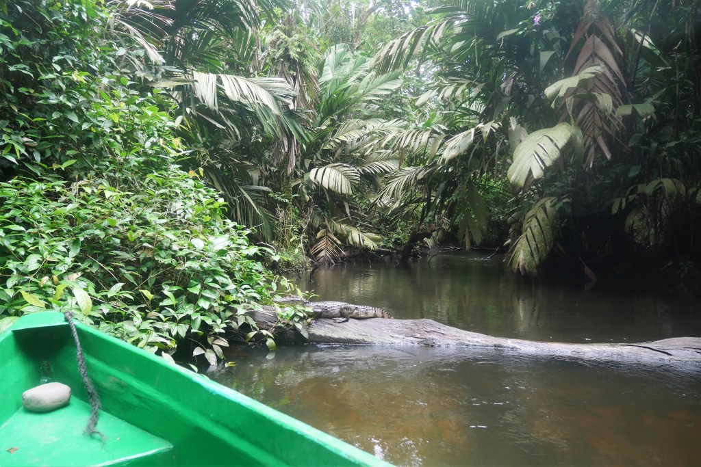 caïman sur un tronc d'arbre traversant la rivière avec forêt en fond et partie d'un bateau à l'avant