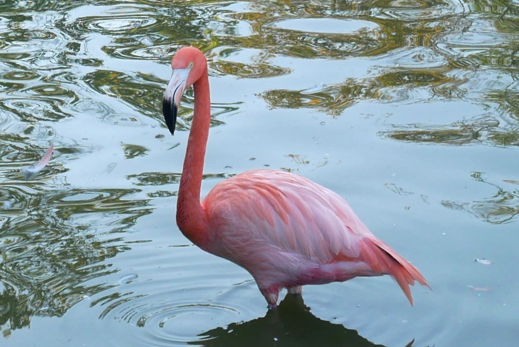 flamant rose