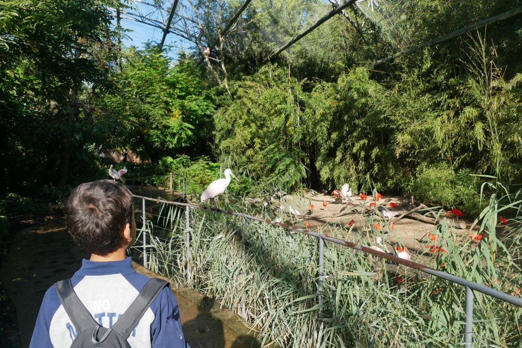 enfant dans la volière du pantanal avec des spatules roses et des ibis rouges