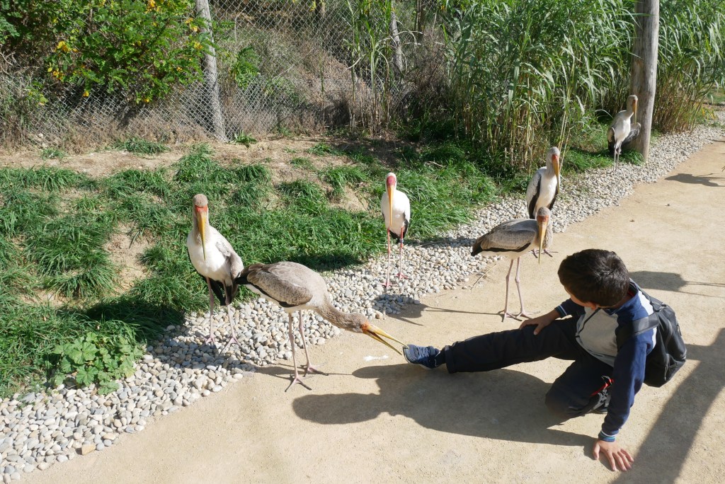 6 ibis autour d'un enfant
