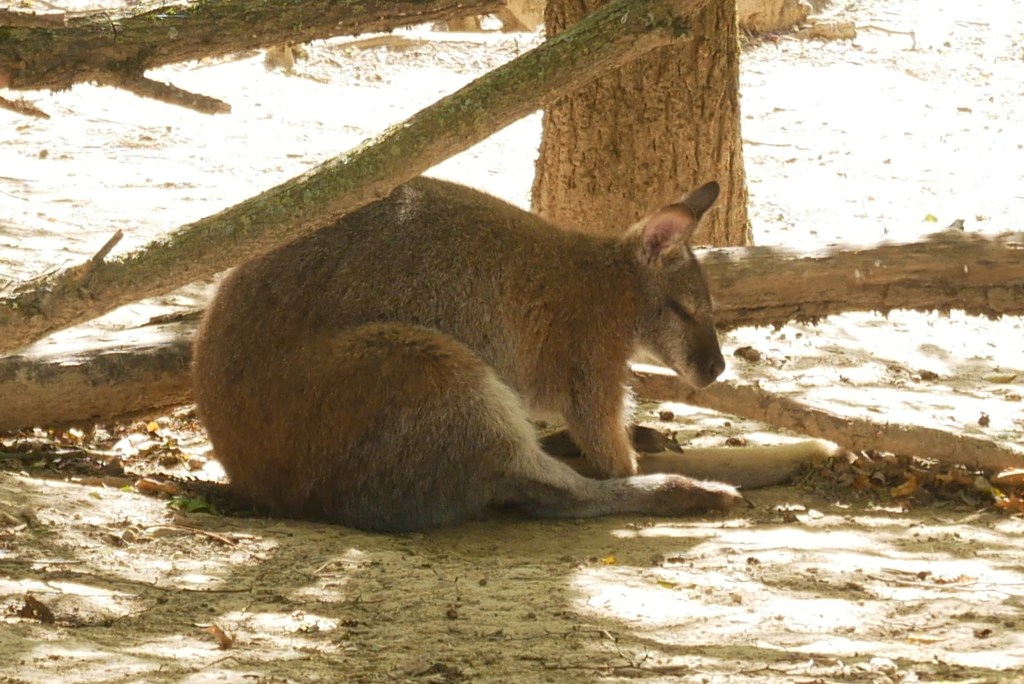 wallaby