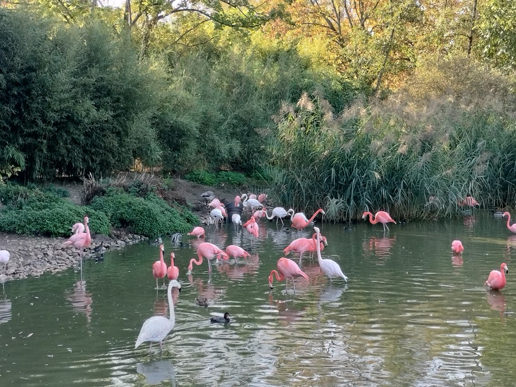 groupe de flamants roses dans un étang avec des roseaux en fond