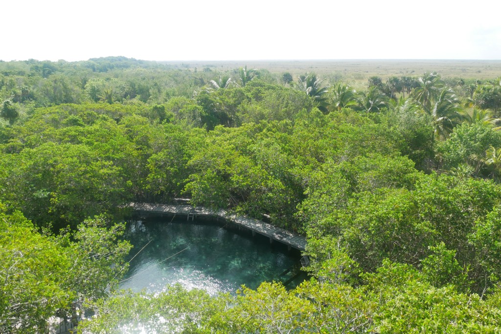 cenote yalahau au milieu des arbres