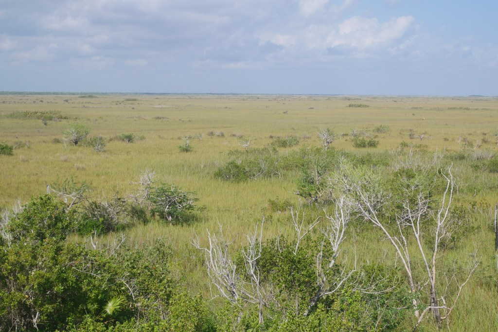 prairie autour cenote yalahau