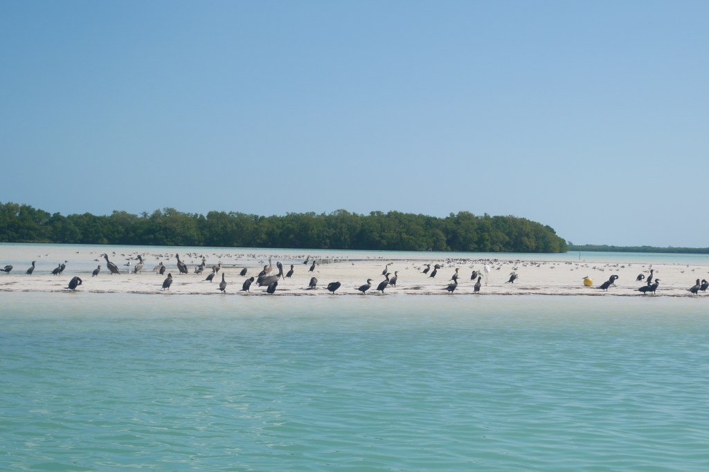 oiseaux sur banc de sable isla de la pasion
