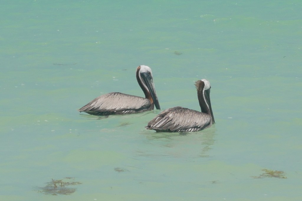 deux pélicans dans l'eau