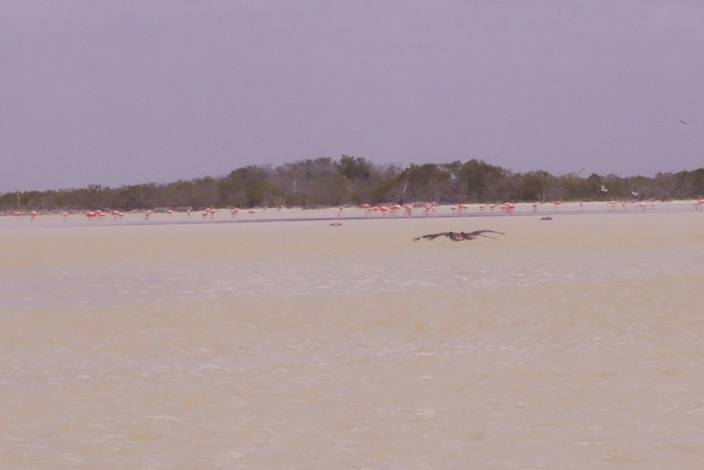Rio Lagartos mer, flamants roses et arbres en fond